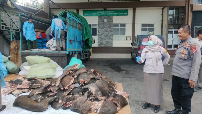 Barantin Gagalkan Penyelundupan 2,9 Ton Daging Babi Hutan di Pelabuhan Merak
